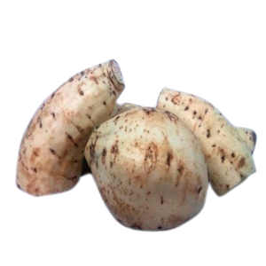 CAMOTE BLANCO