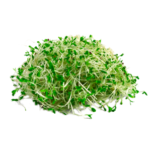 GERMINADO DE ALFALFA PIEZA 200  GR.